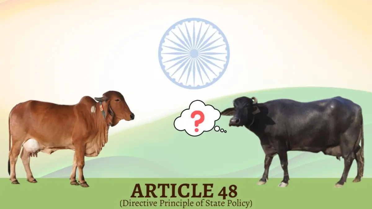 Article 48 Cow Protection