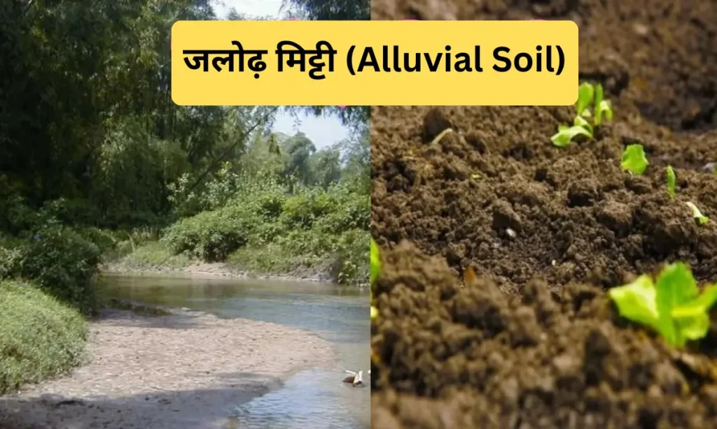भारत की मिट्टियाँ – प्रकार, और विशेषताएं-हाई स्कूल बोर्ड परीक्षा 2026 के लिए पूरा नोट्स 2 जलोढ़ मिट्टी (Alluvial Soil)